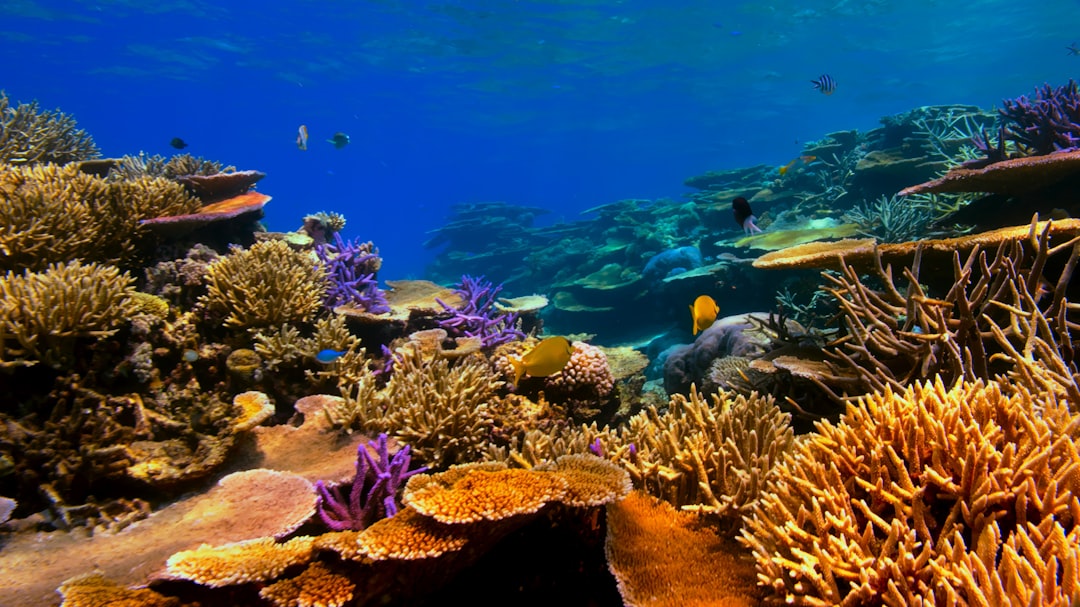 coral reef snorkeling underwater