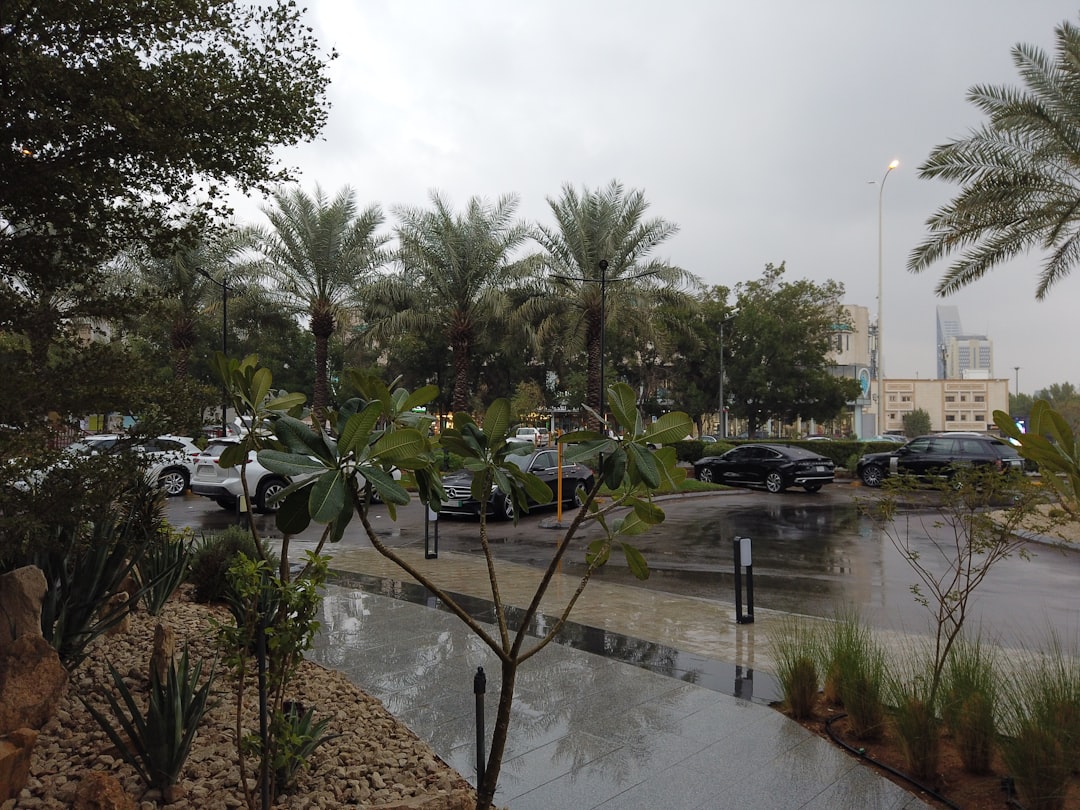 rainy weather palm trees