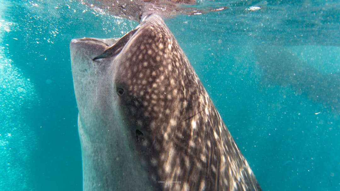 whale shark swimming ocean