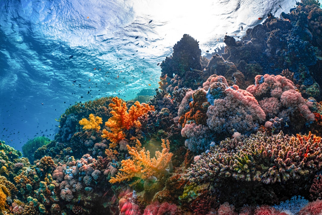 snorkeling coral reef