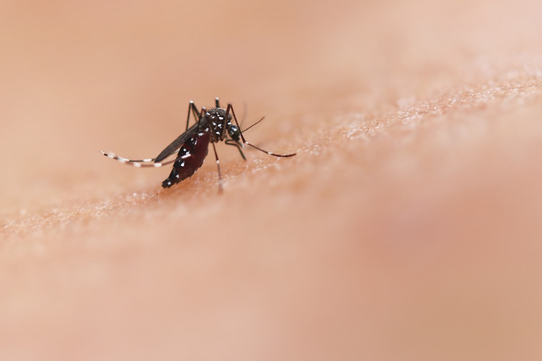 insect bite prevention