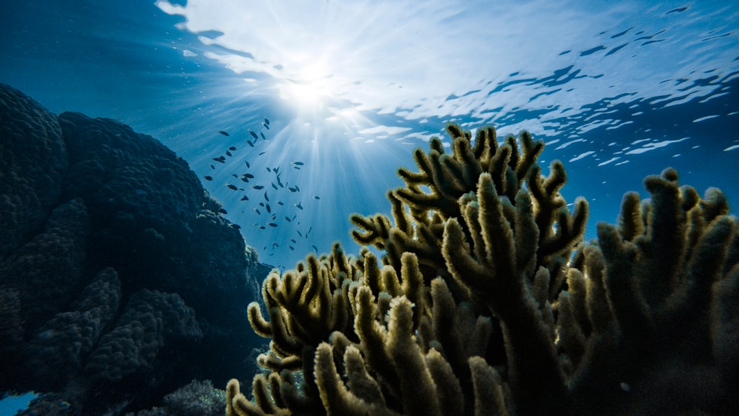snorkeling tropical ocean coral