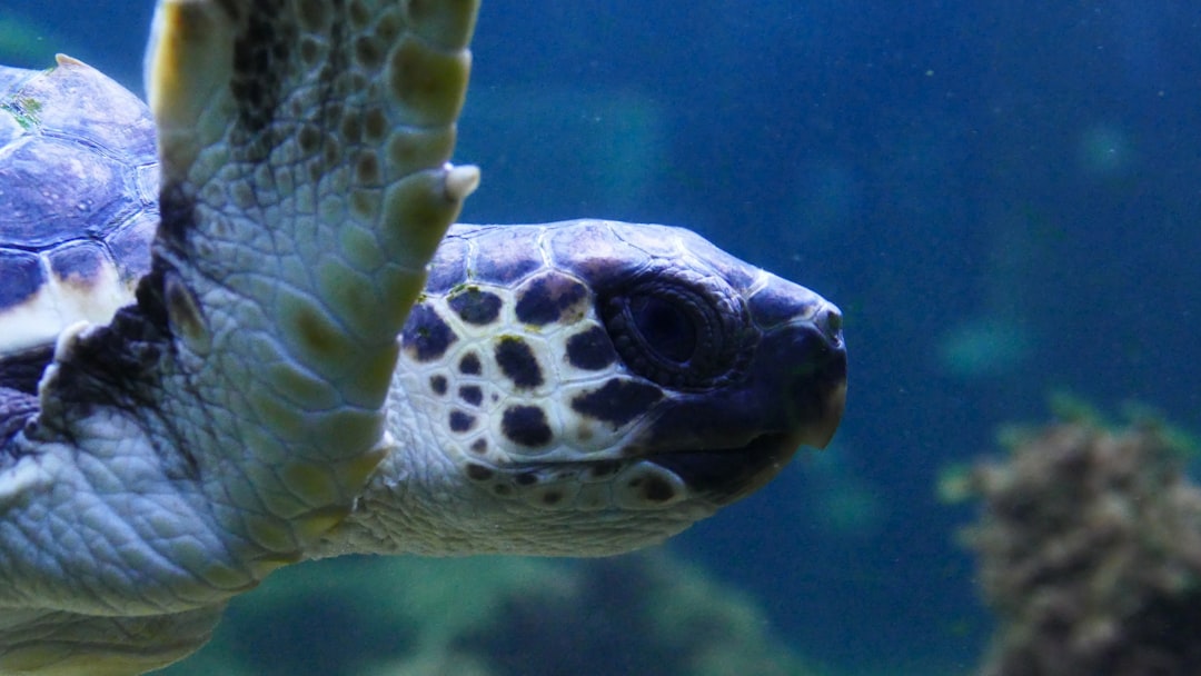 sea turtle swimming underwater