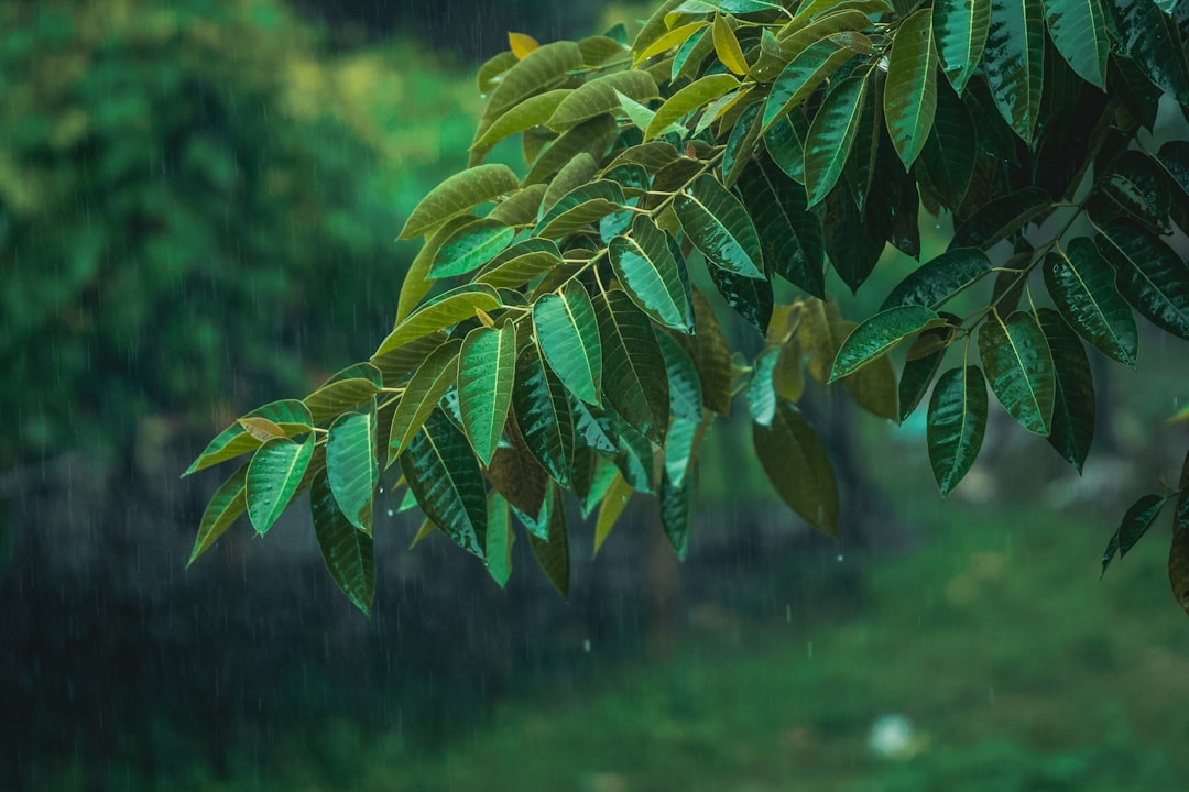 rainy season landscape weather