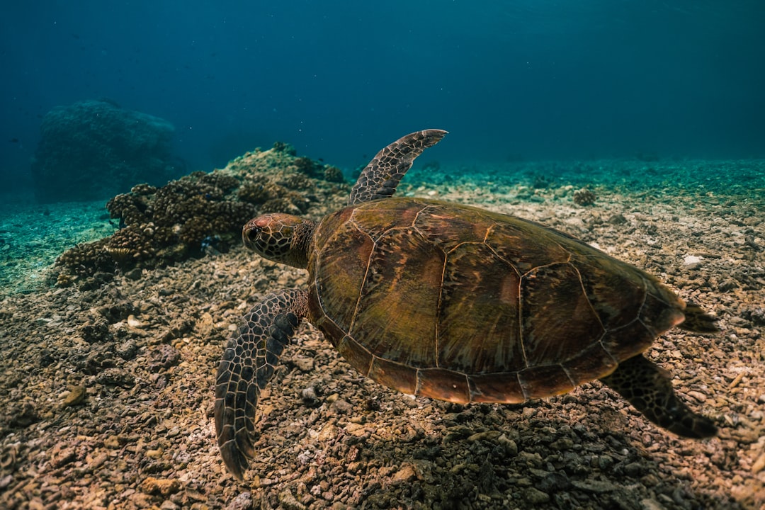 cebu coral beach reef