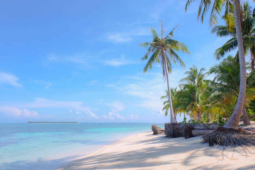 tropical beach palm trees
